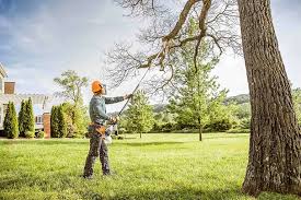 Best Tree Preservation Services  in Black Jack, MO